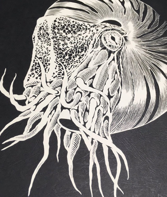 【Papercut art】Nautilus | Kiriken Masayo